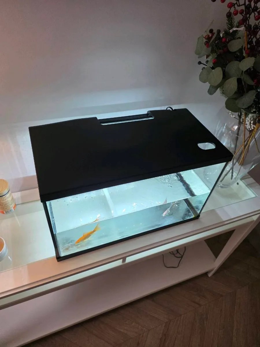 Complete Fish Tank Starter Kit + 3 Goldfish - Image 3