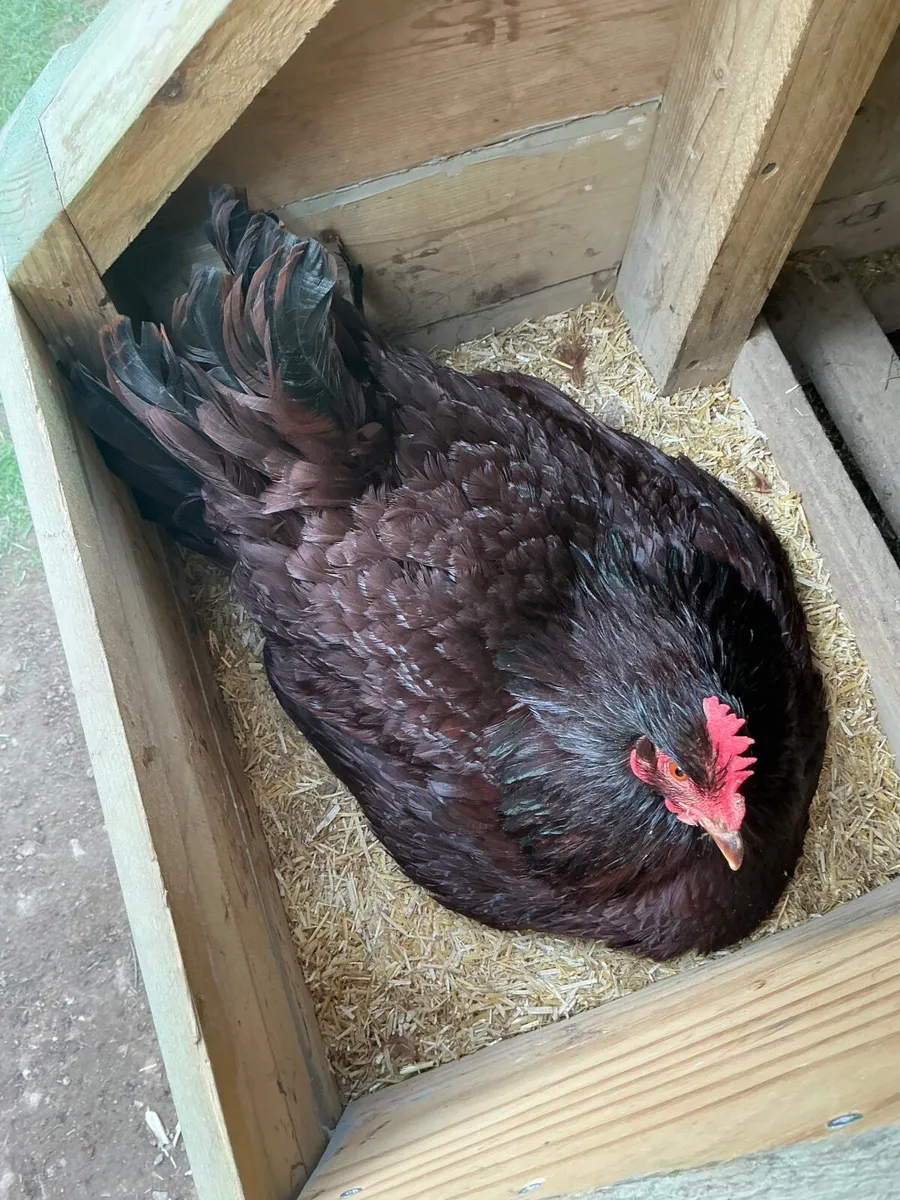 Hatching Hen