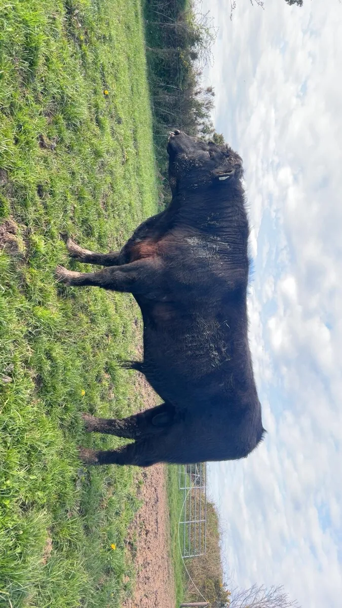 Pedigree Angus Bulls For Sale - Image 2