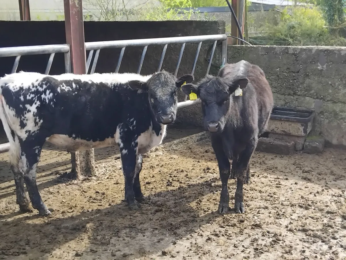 2 speckle park yearling heifers - Image 1