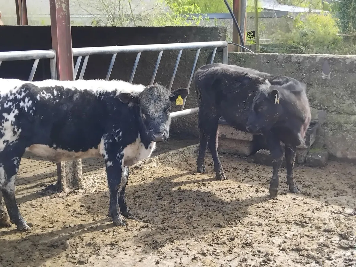 2 speckle park yearling heifers - Image 2