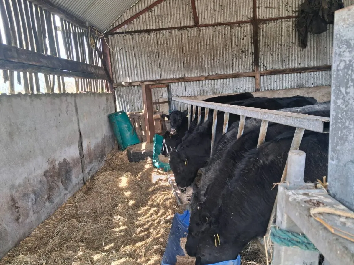 Organic  Angus Weanlings - Image 3