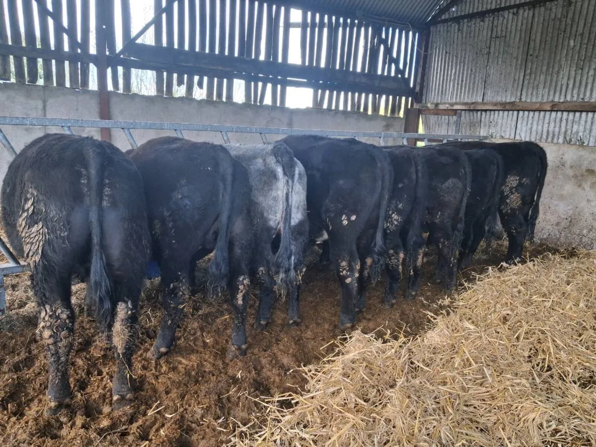 Organic  Angus Weanlings - Image 1