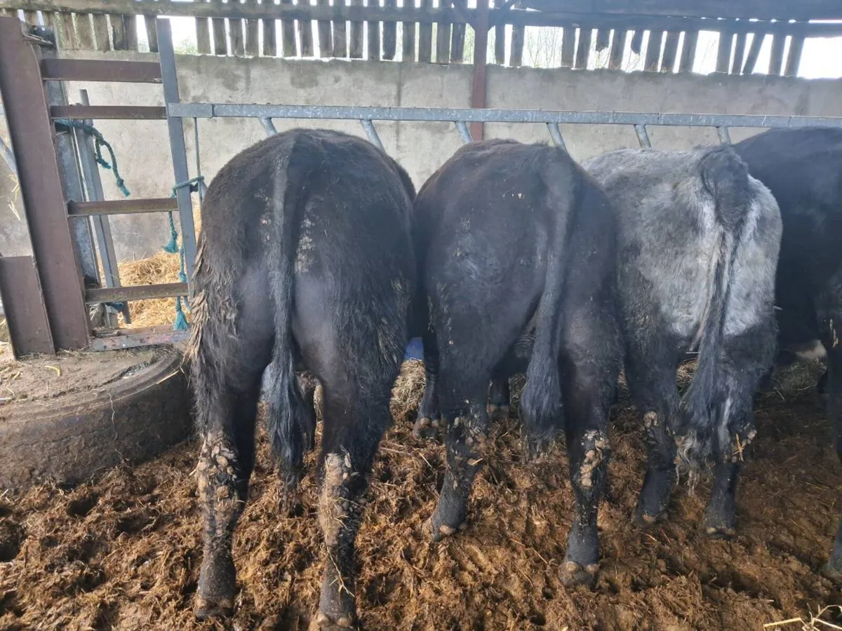 Organic  Angus Weanlings - Image 2