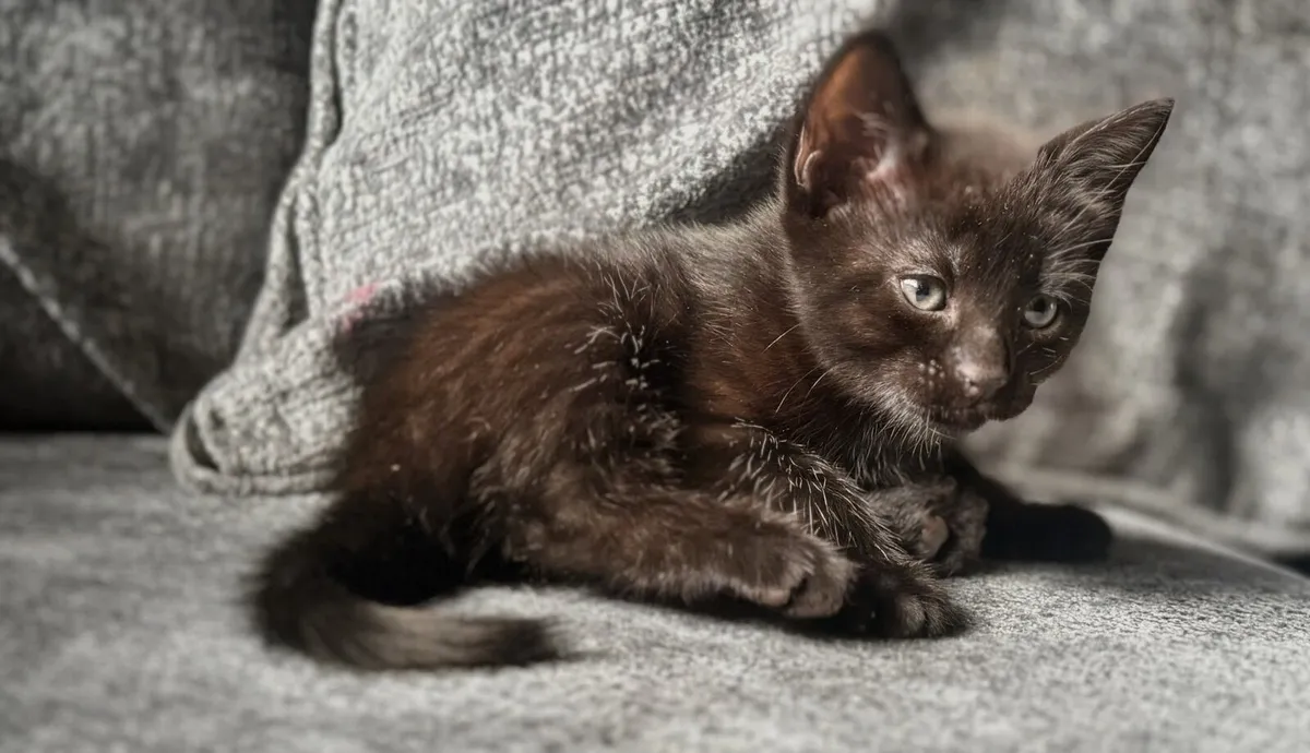 BLUE BENGAL X BLUE RUSSIAN KITTEN GHOST PATTERN - Image 2