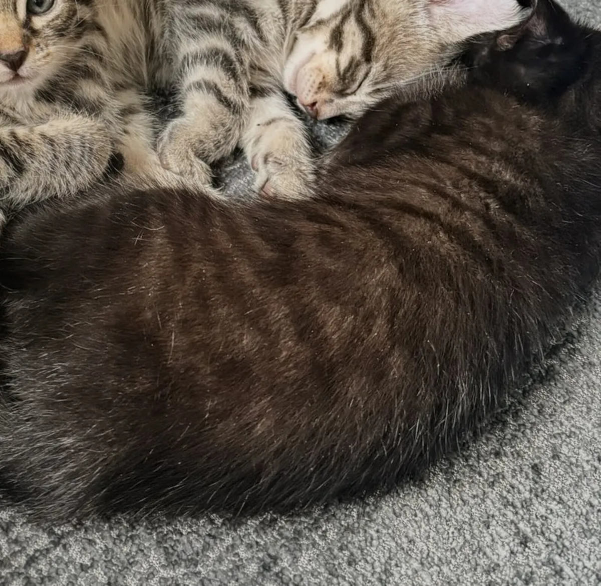 BLUE BENGAL X BLUE RUSSIAN KITTEN GHOST PATTERN - Image 4