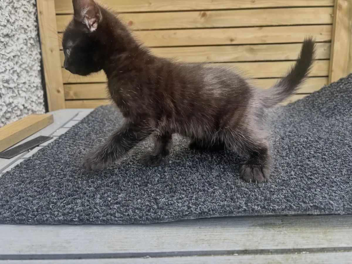 BLUE BENGAL X BLUE RUSSIAN KITTEN GHOST PATTERN - Image 1