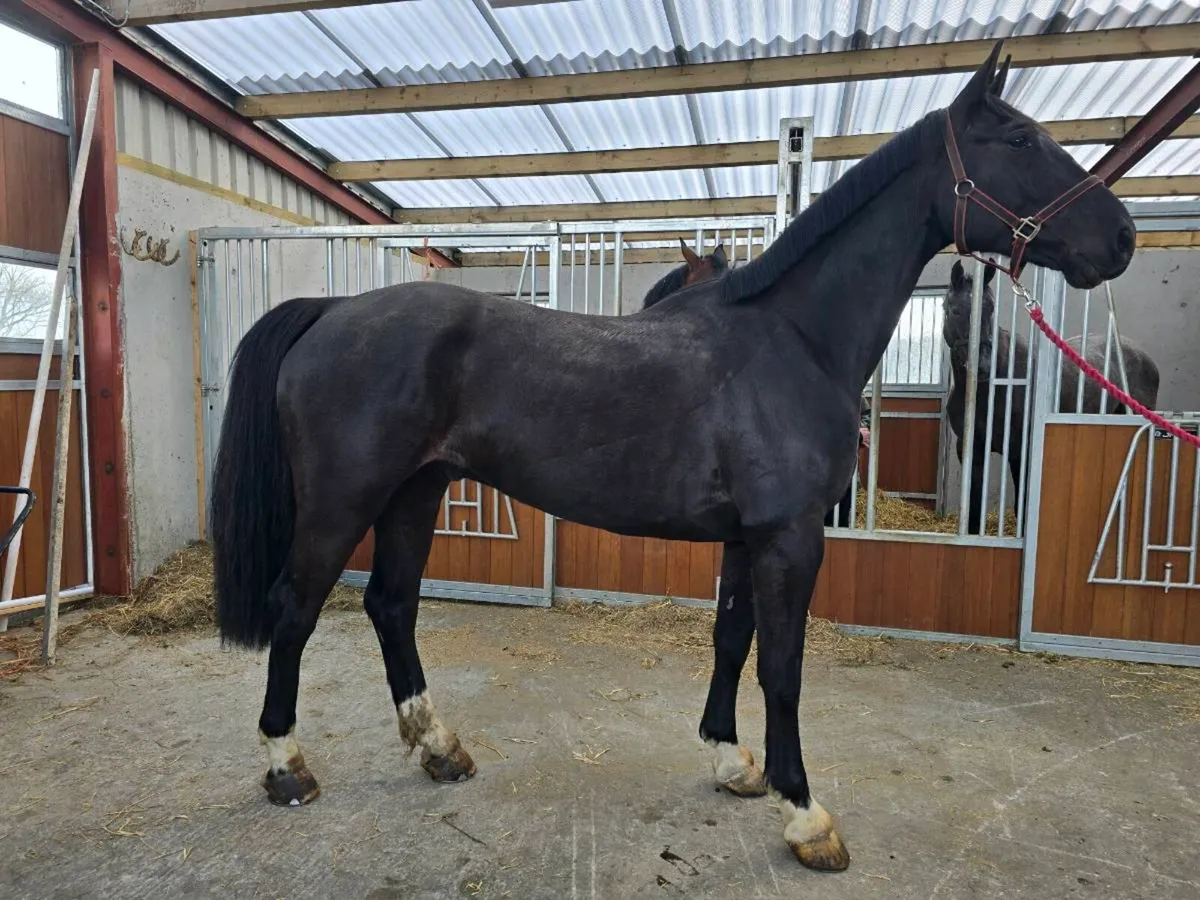 5yo Gelding by Kaiden Leva (Kannan) - Image 1