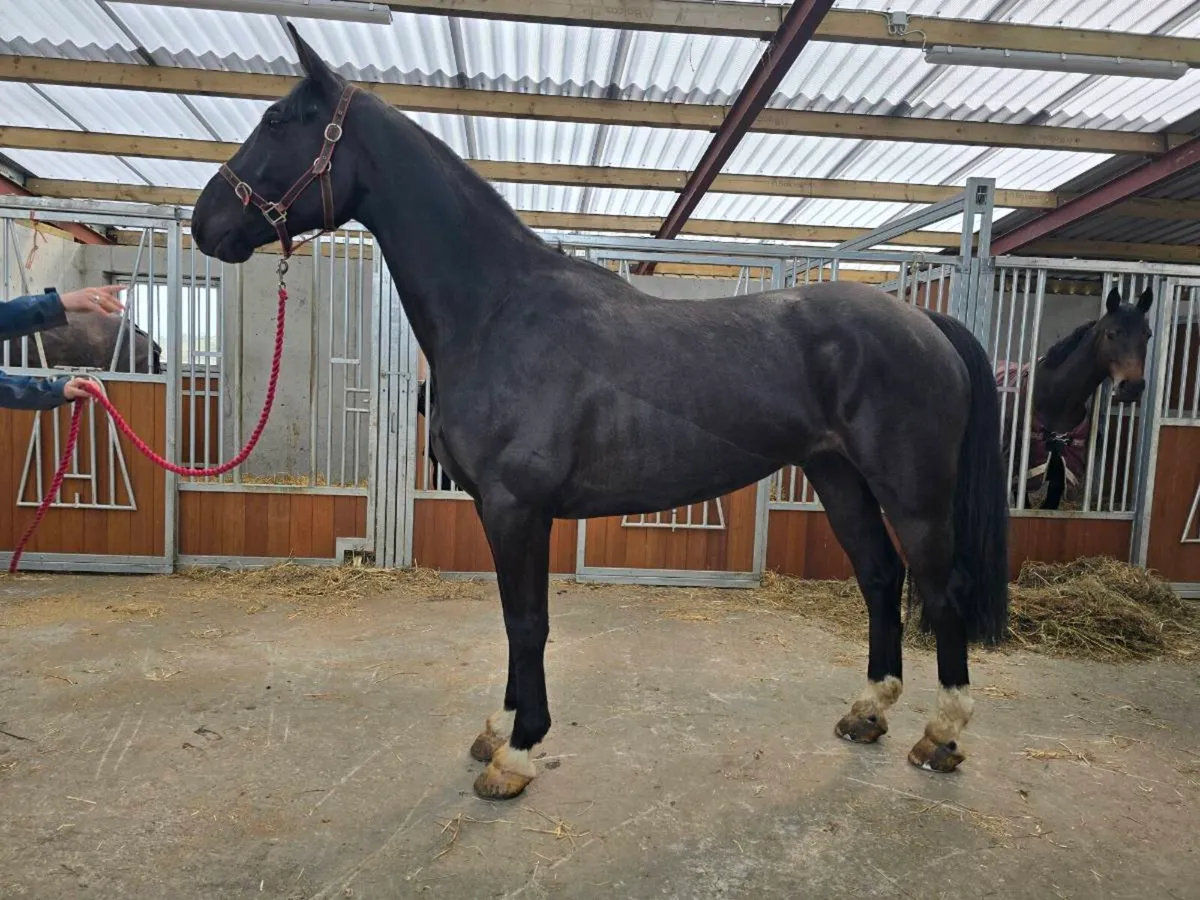 5yo Gelding by Kaiden Leva (Kannan) - Image 2