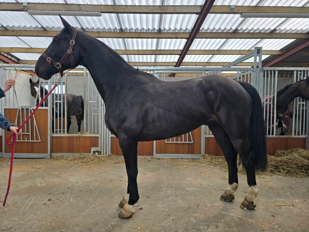 5yo Gelding by Kaiden Leva (Kannan) - Image 3
