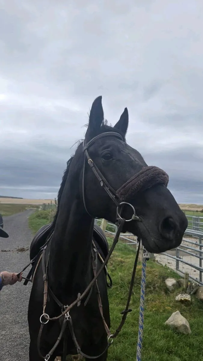 5yo Gelding by Kaiden Leva (Kannan) - Image 4