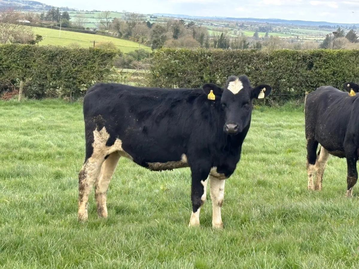 Maiden Heifers 7350ltrs/598kgMS - Image 1