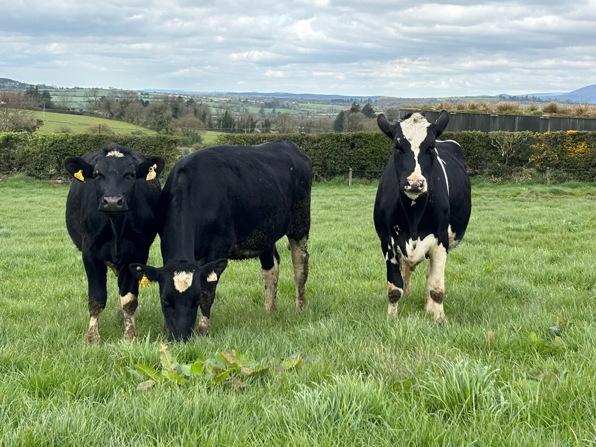 Maiden Heifers 7350ltrs/598kgMS - Image 2