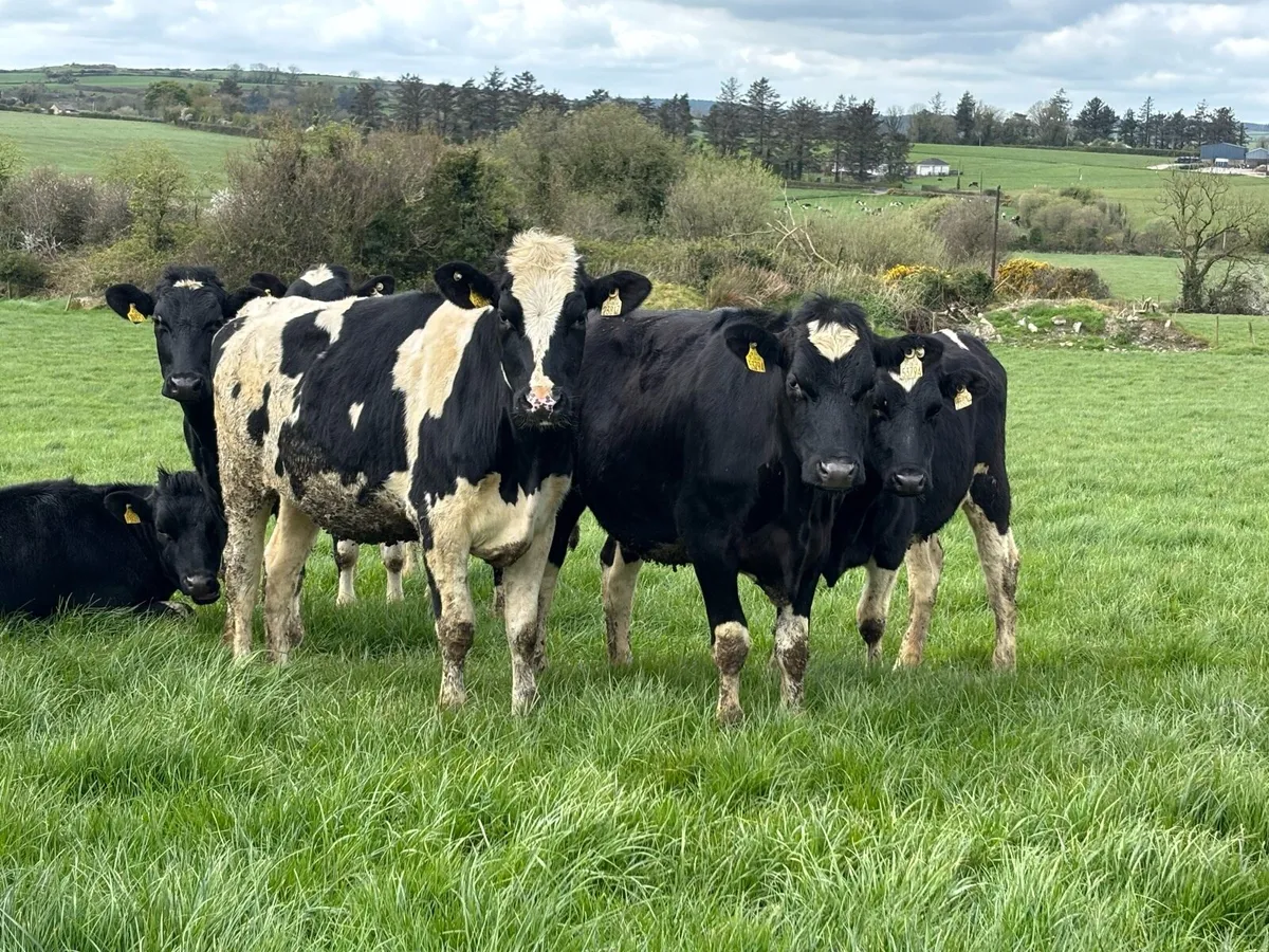 Maiden Heifers 7350ltrs/598kgMS - Image 3