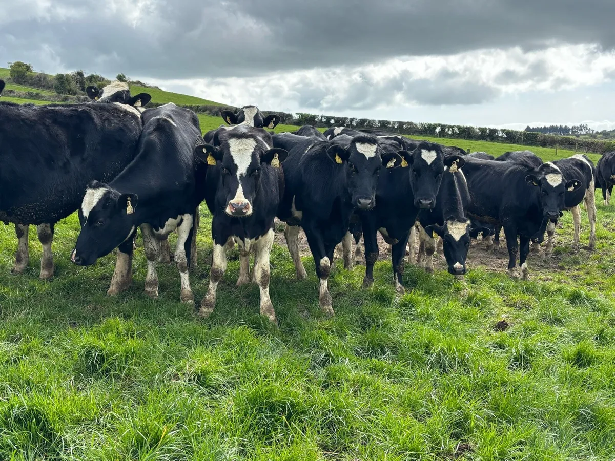 Maiden Heifers 7350ltrs/598kgMS - Image 4