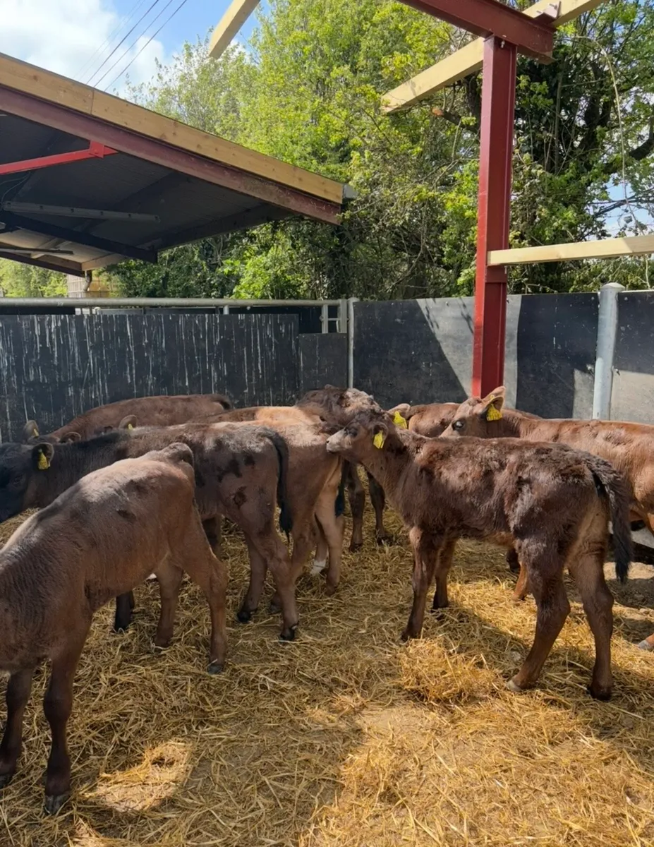 10 3 month old fully weaned off milk Angus heifers - Image 3