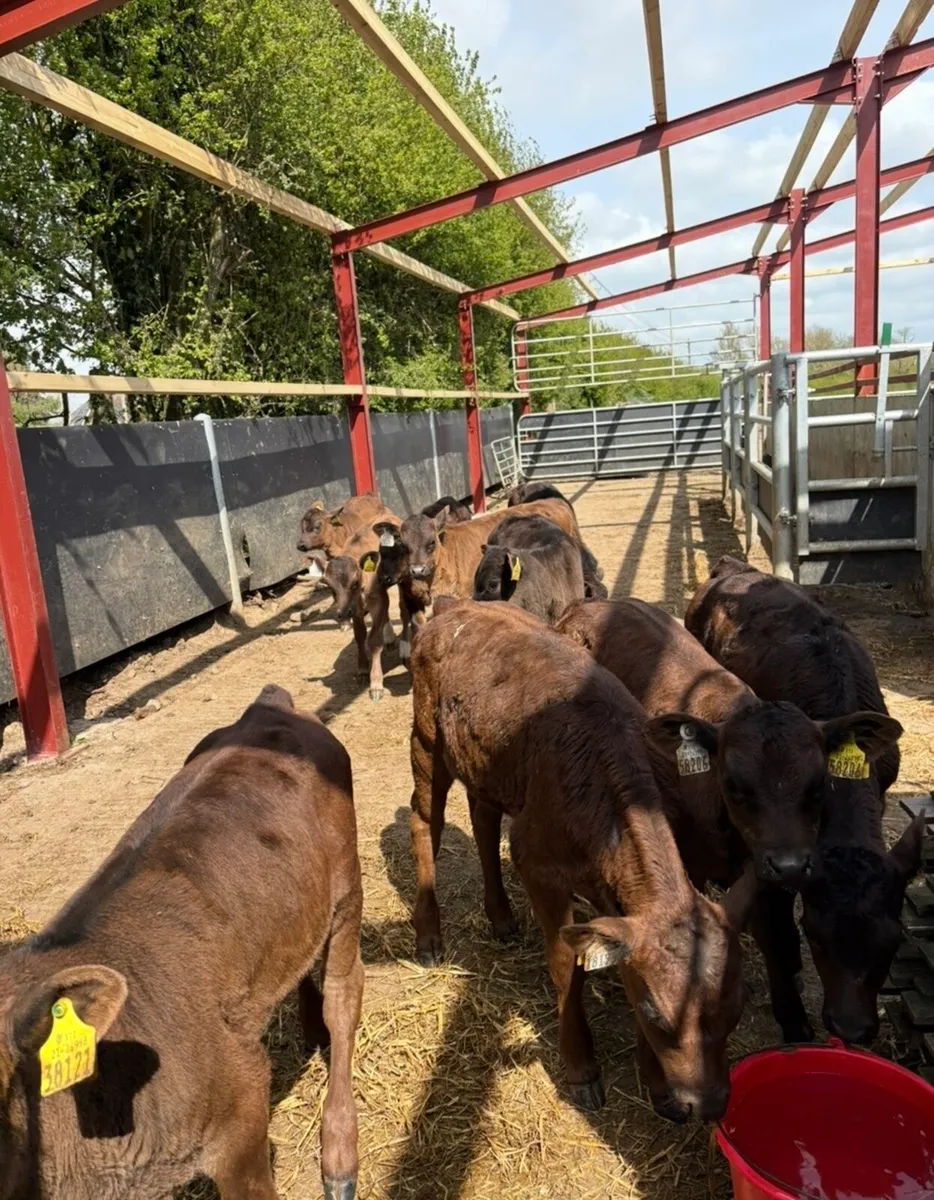 10 3 month old fully weaned off milk Angus heifers - Image 4