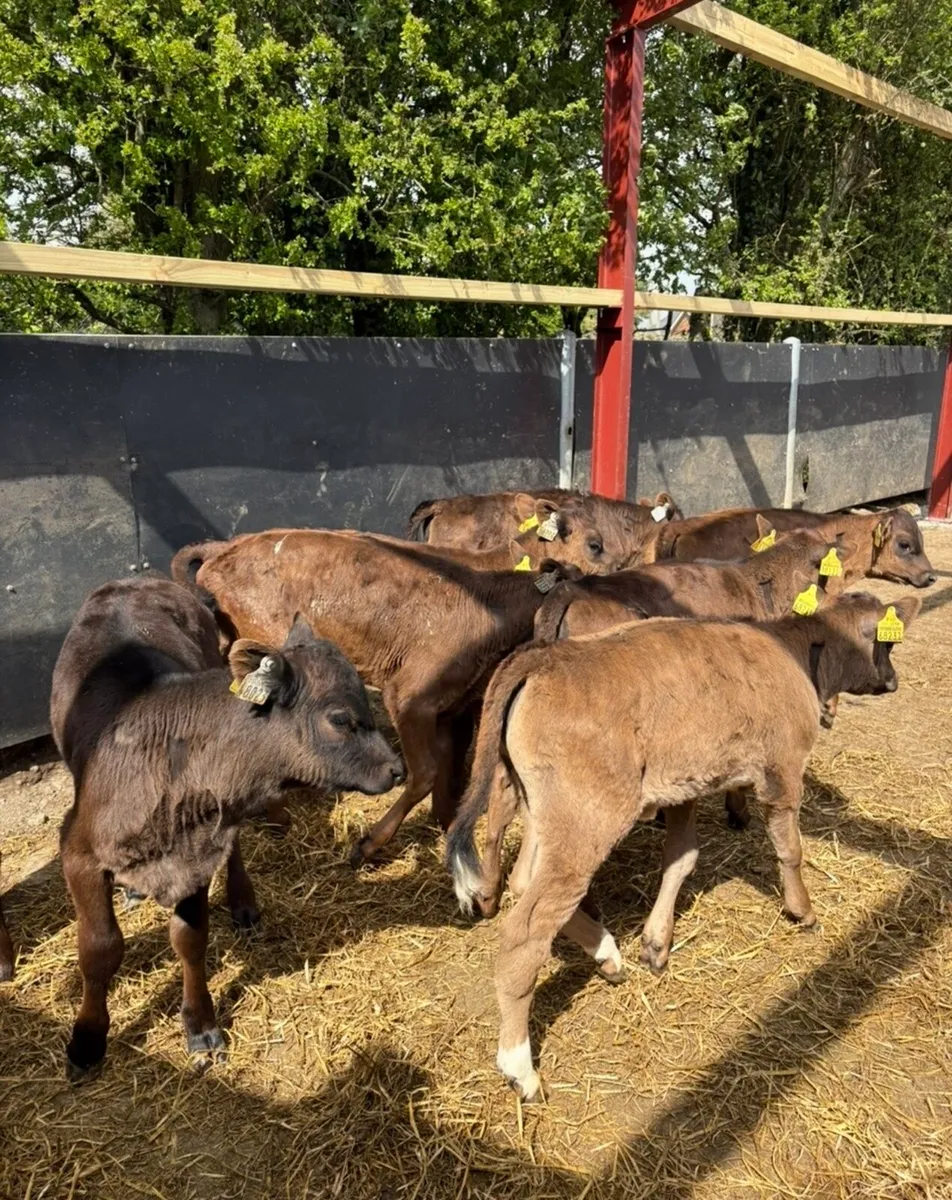 10 3 month old fully weaned off milk Angus heifers - Image 1
