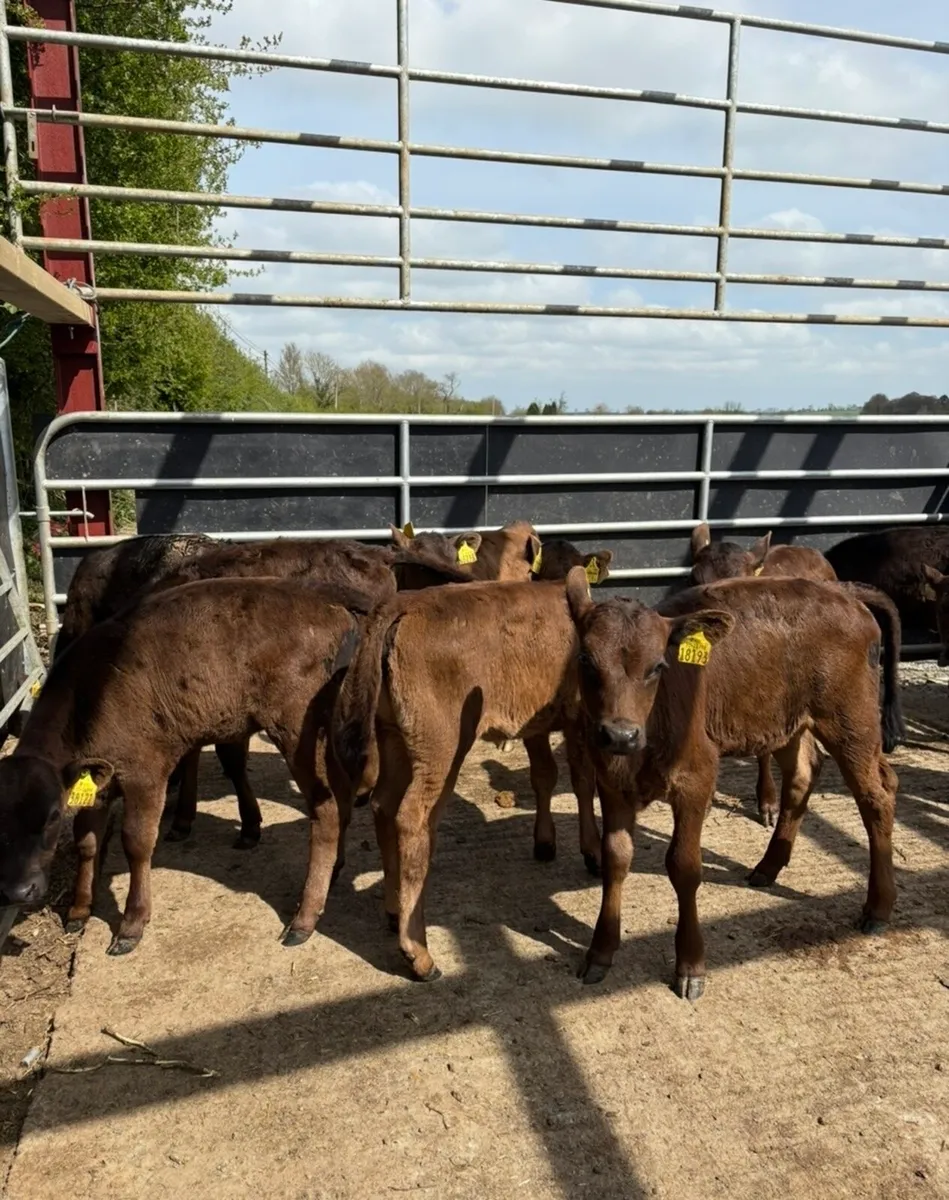 10 3 month old fully weaned off milk Angus heifers - Image 2