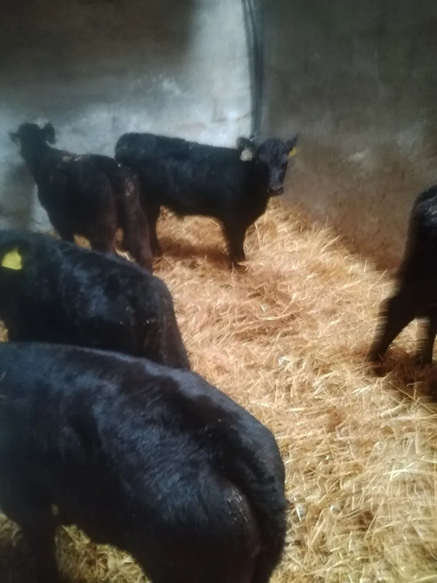 Calves
