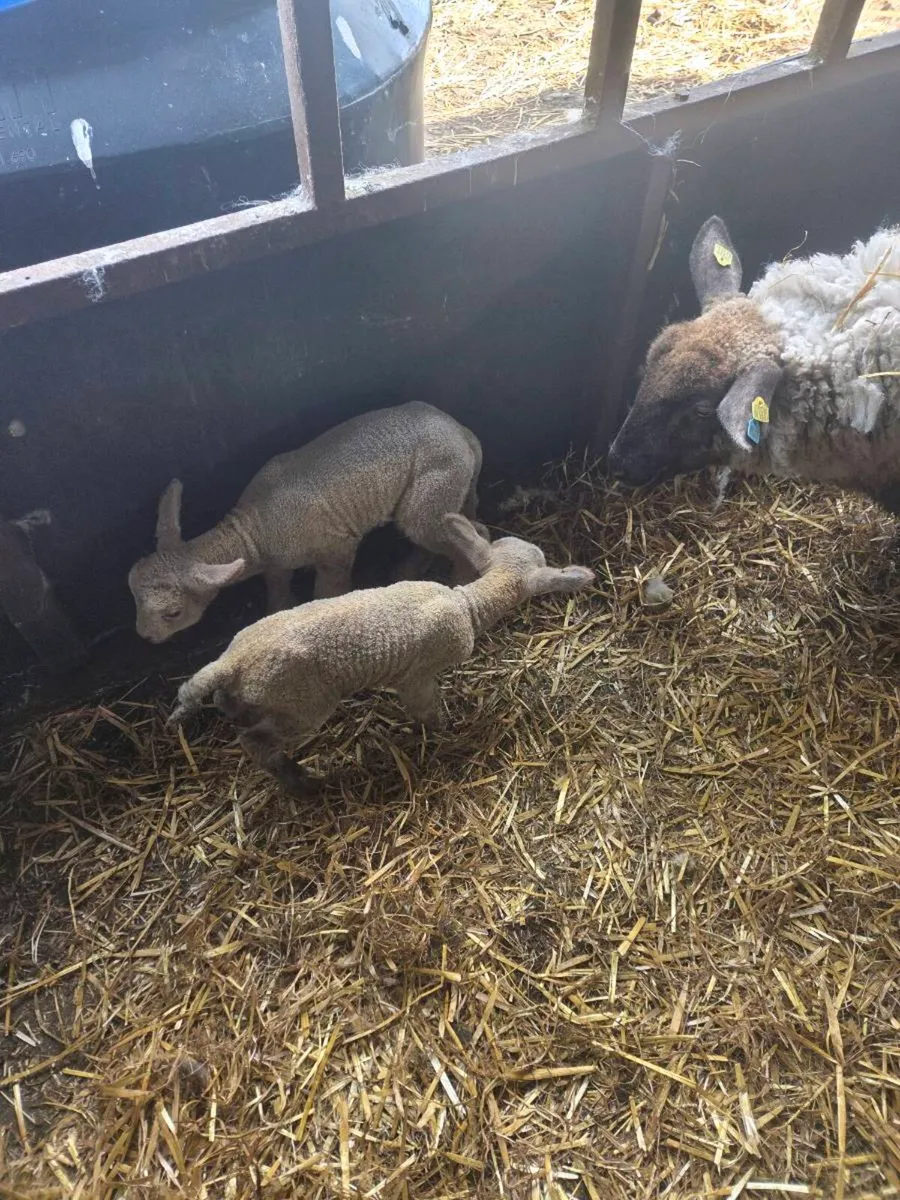 Foster lambs - Image 1