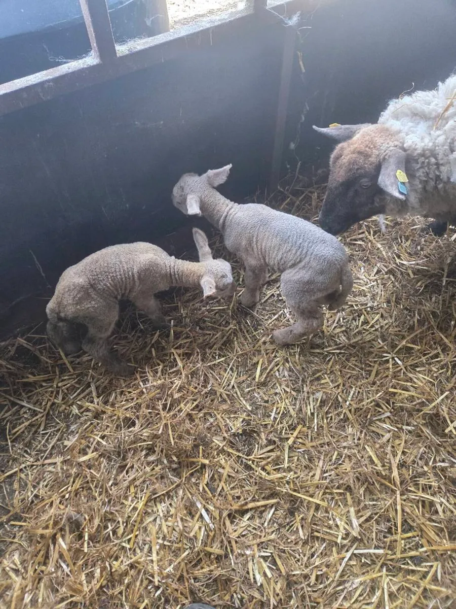 Foster lambs - Image 2