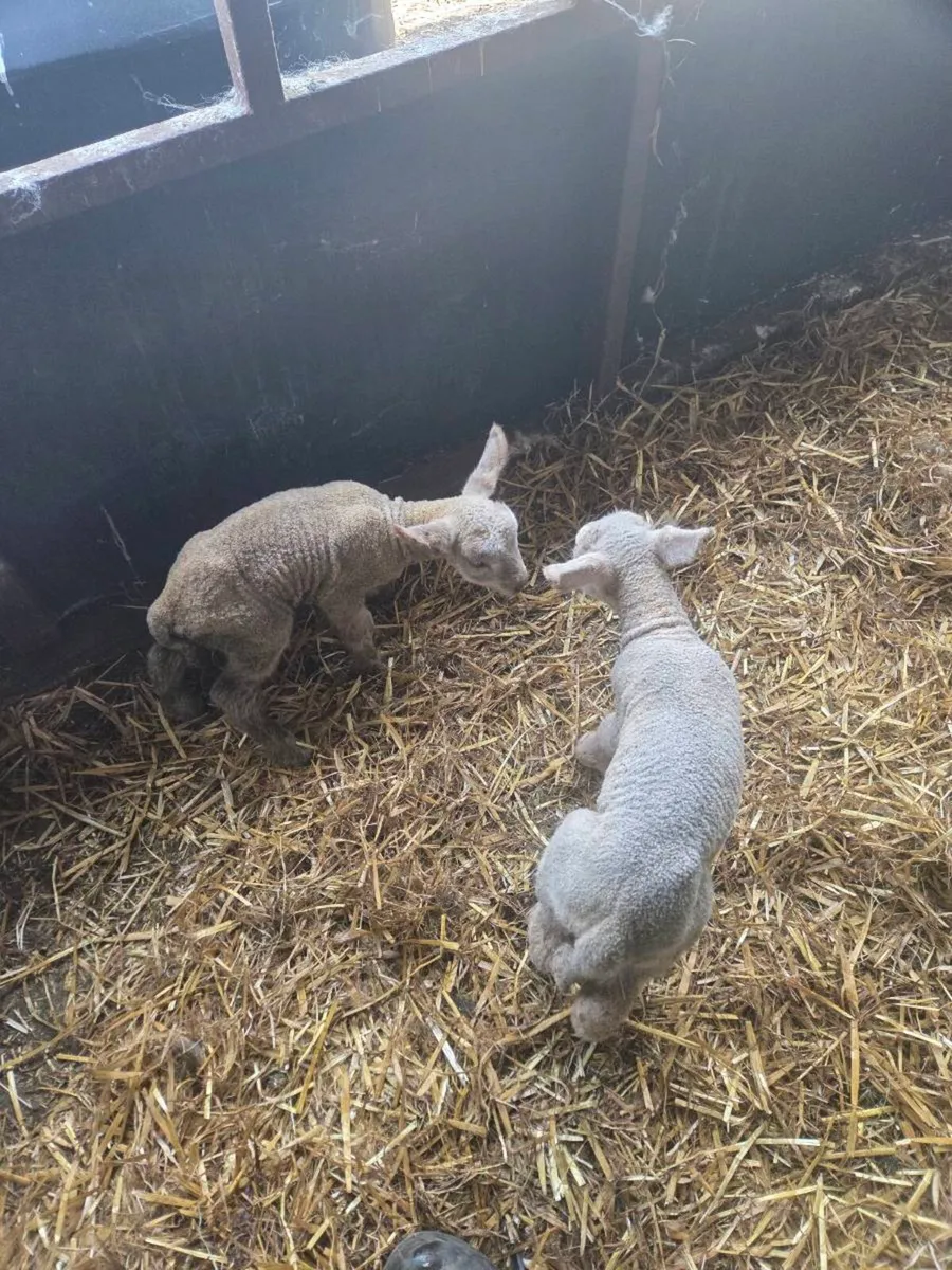 Foster lambs - Image 3
