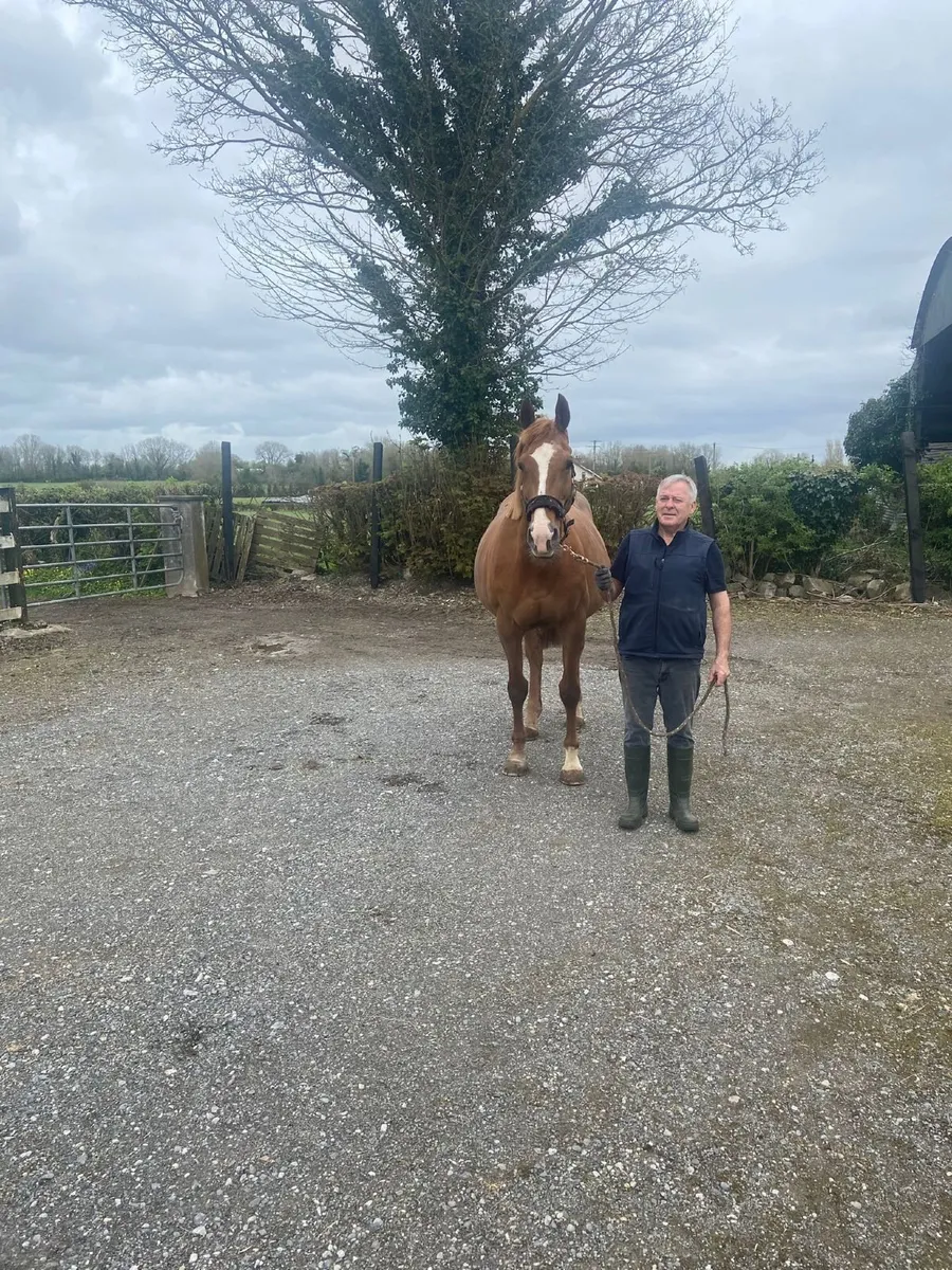 Mare in Foal to HSF Cornet Nabab - Image 2