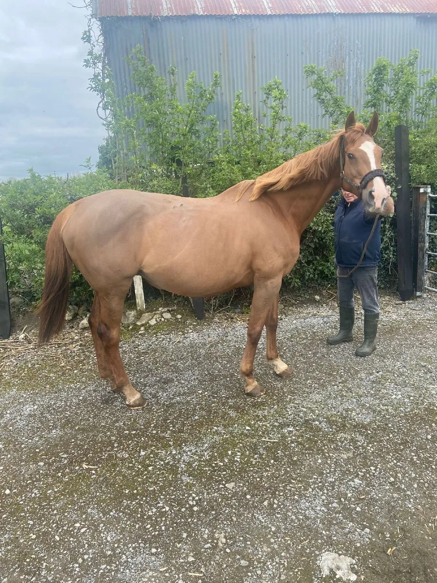 Mare in Foal to HSF Cornet Nabab - Image 3