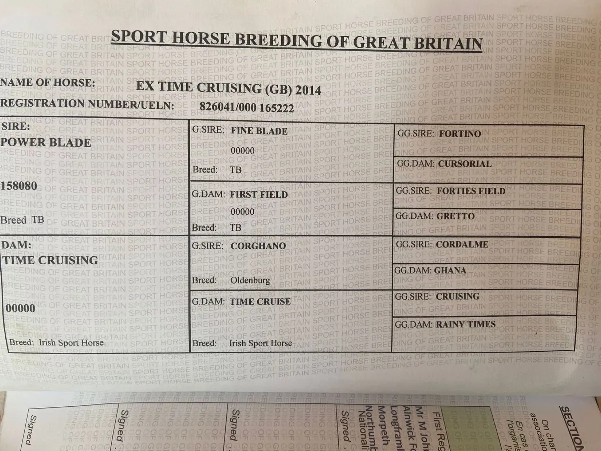 Mare in Foal to HSF Cornet Nabab - Image 4