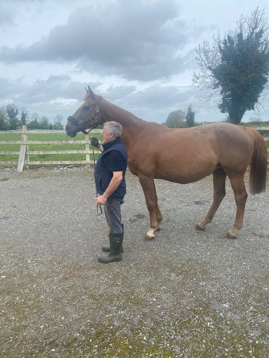 Mare in Foal to HSF Cornet Nabab - Image 1