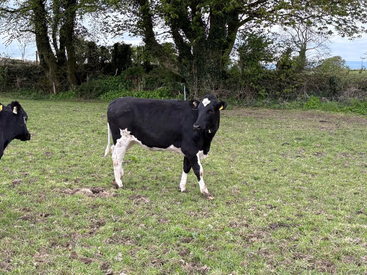 13 British Friesian Heifers for Sale - Image 3