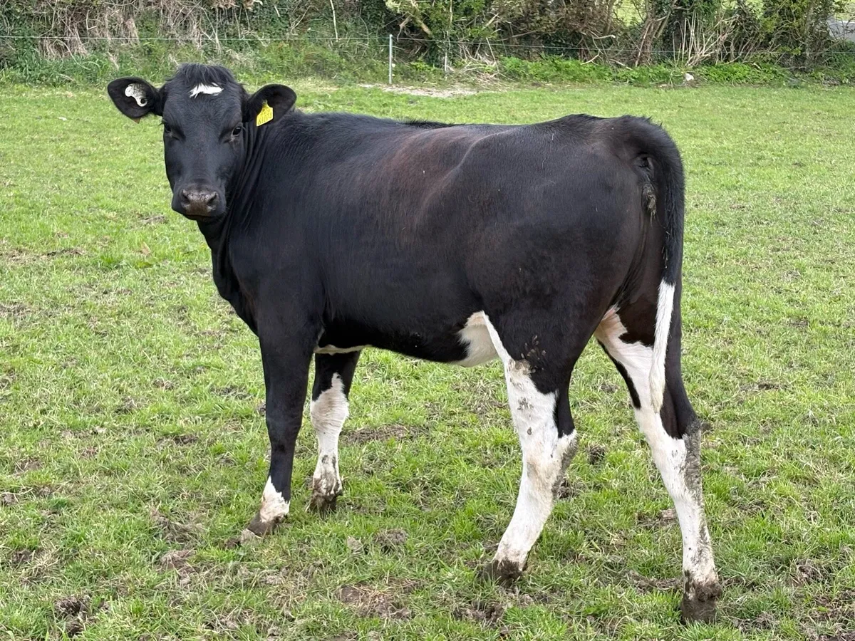 13 British Friesian Heifers for Sale - Image 2