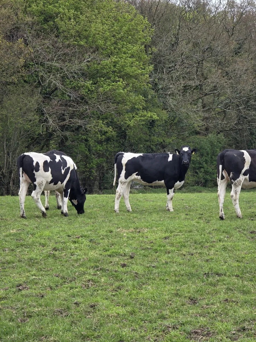 13 British Friesian Heifers for Sale - Image 4