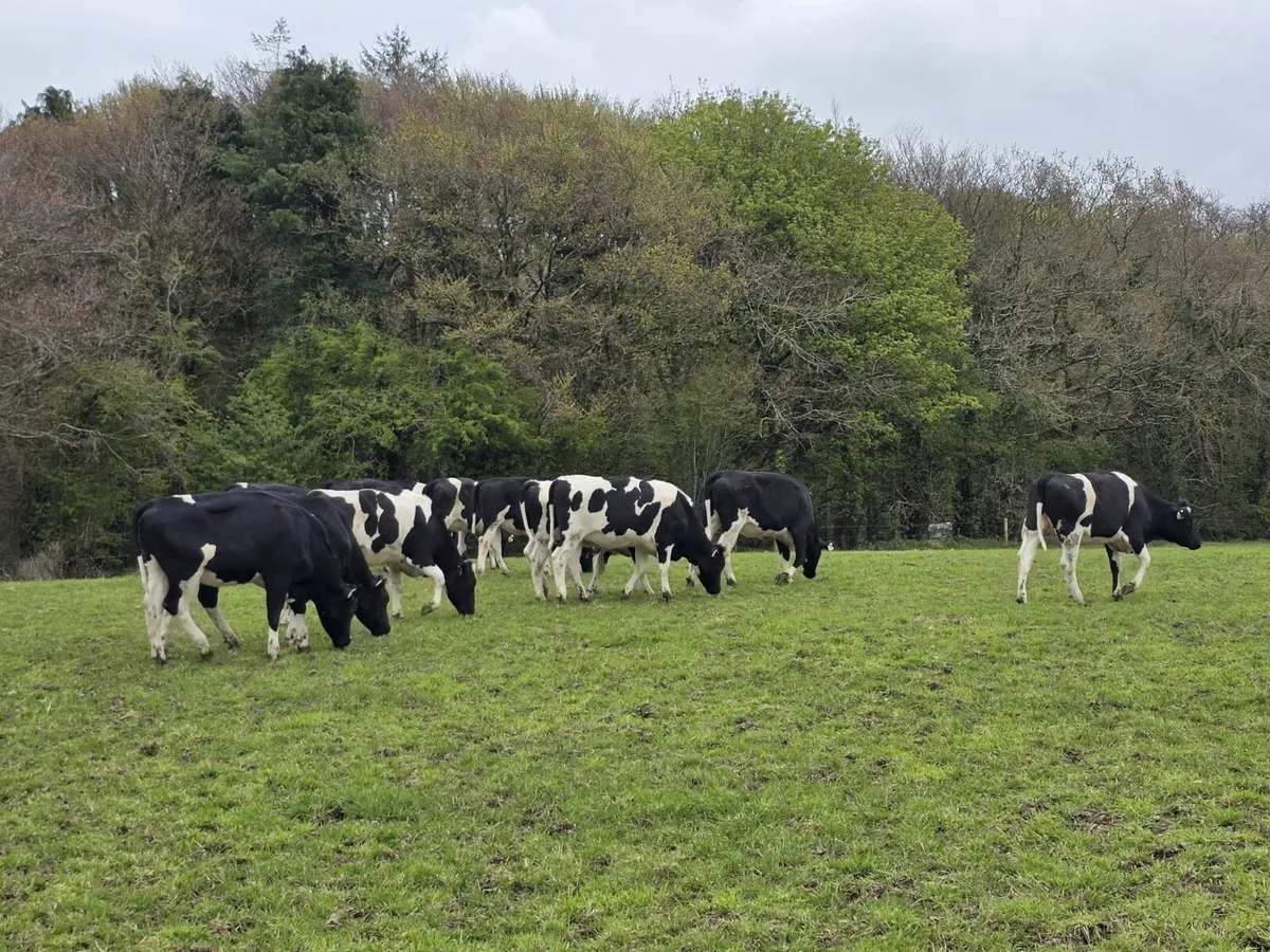 13 British Friesian Heifers for Sale - Image 1