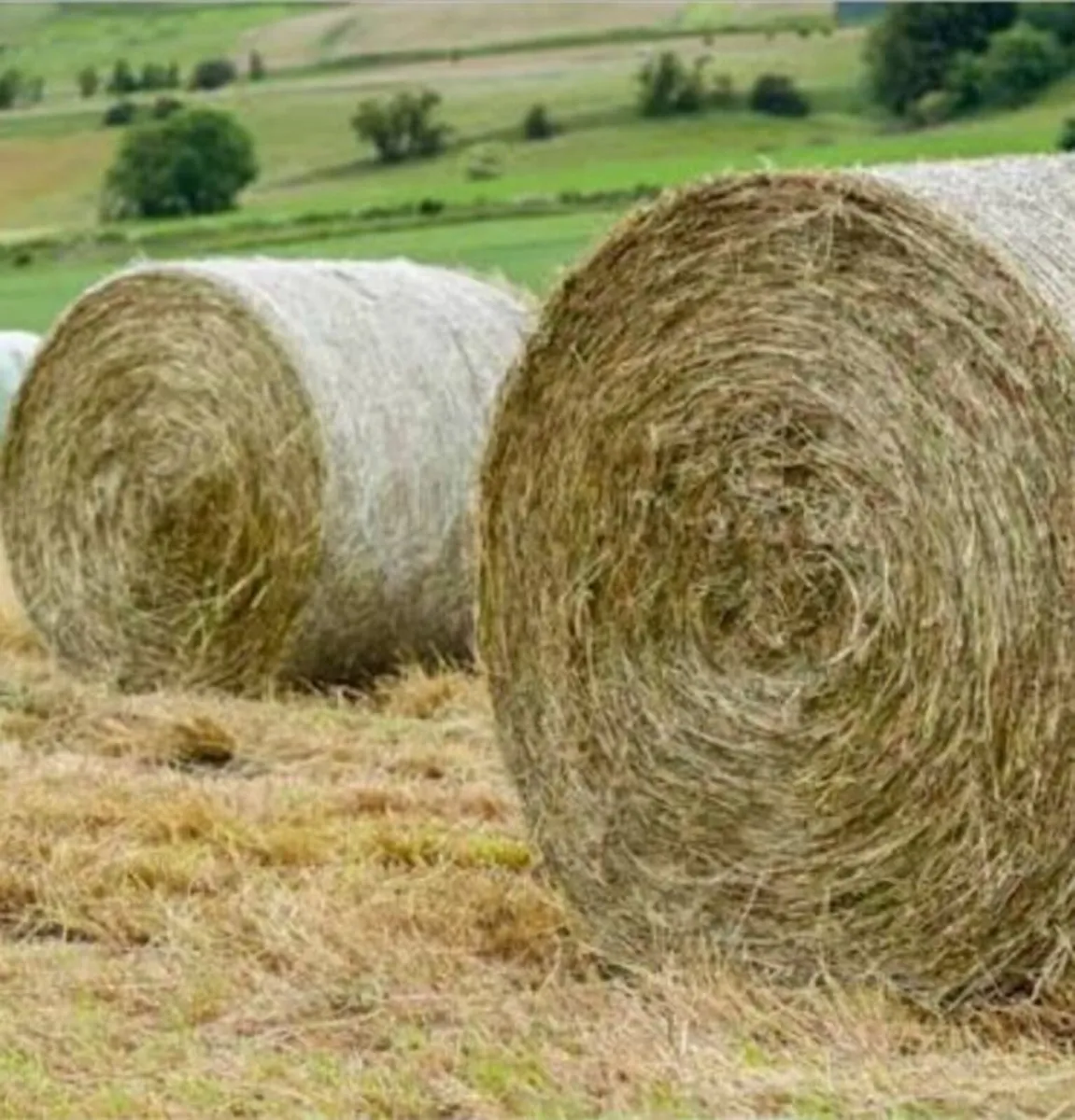 Bales of hay