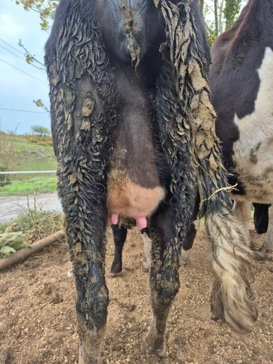 Incalf heifers - Image 2