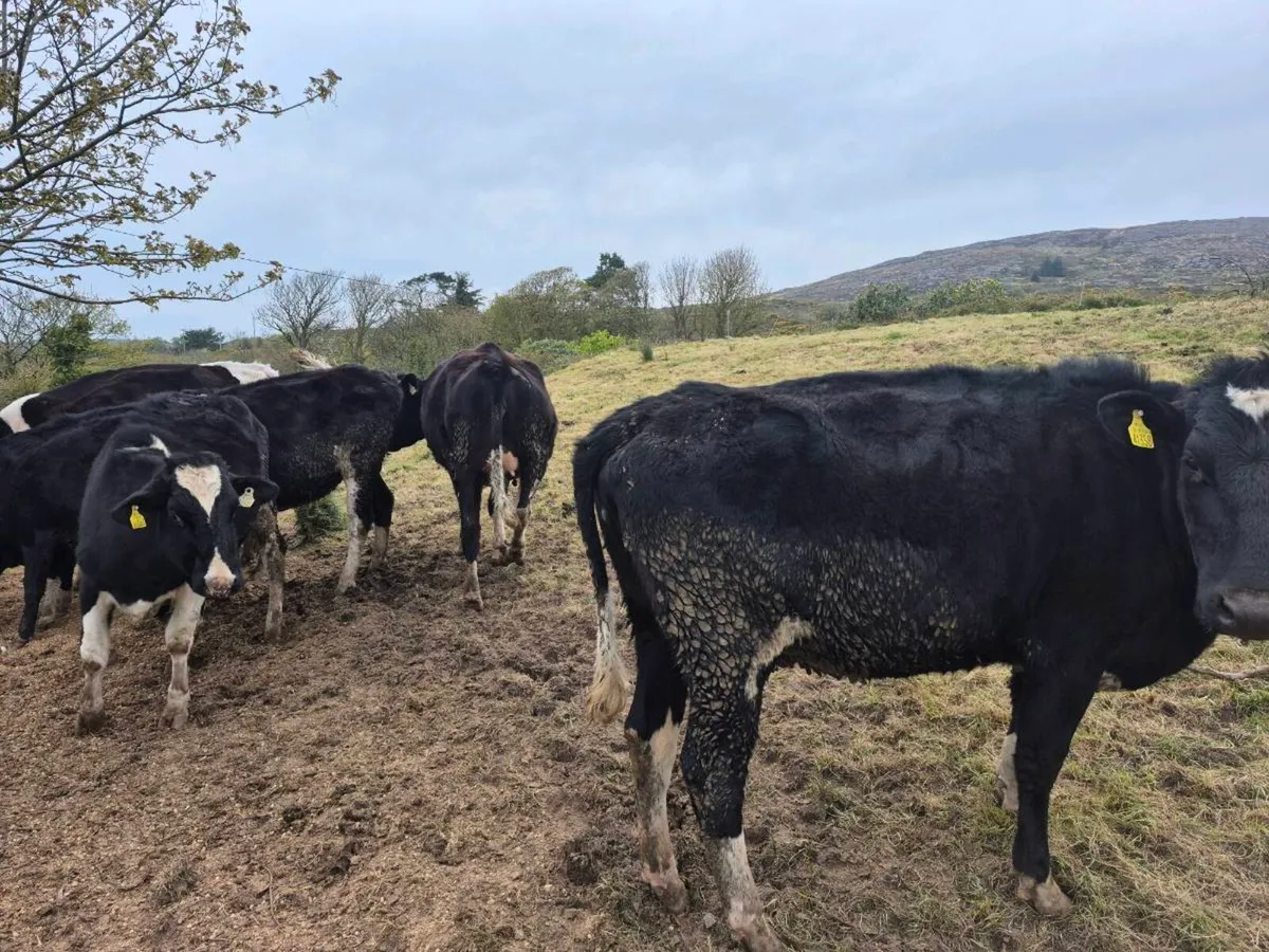Incalf heifers - Image 3