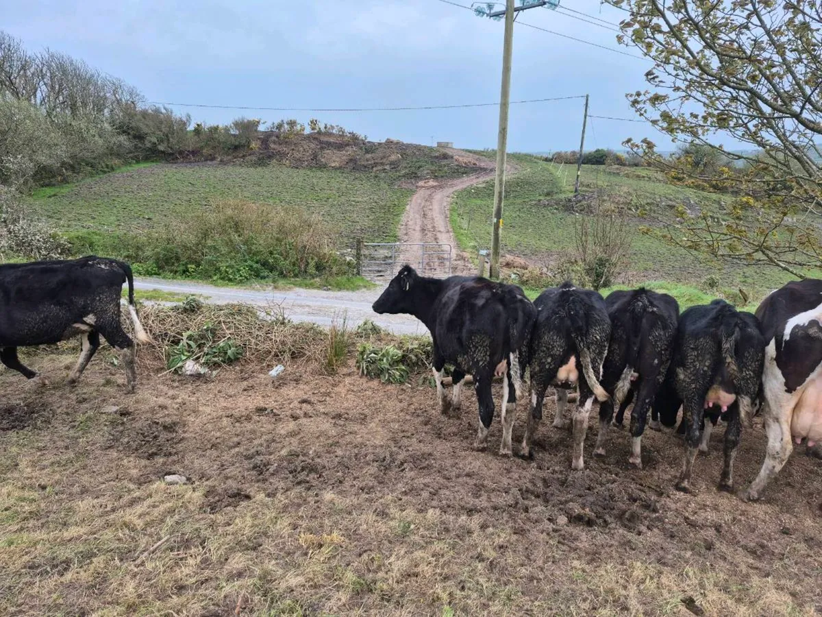 Incalf heifers - Image 1