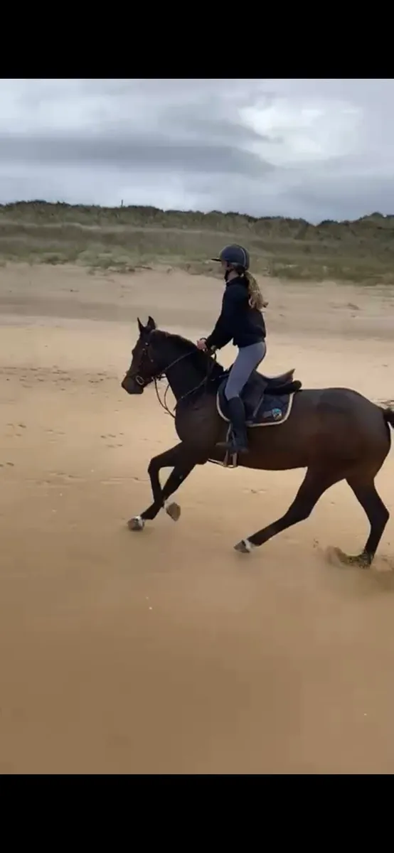 4yo Mare by Lagans OBOS - Image 1