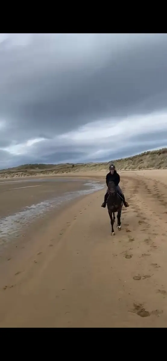 4yo Mare by Lagans OBOS - Image 2