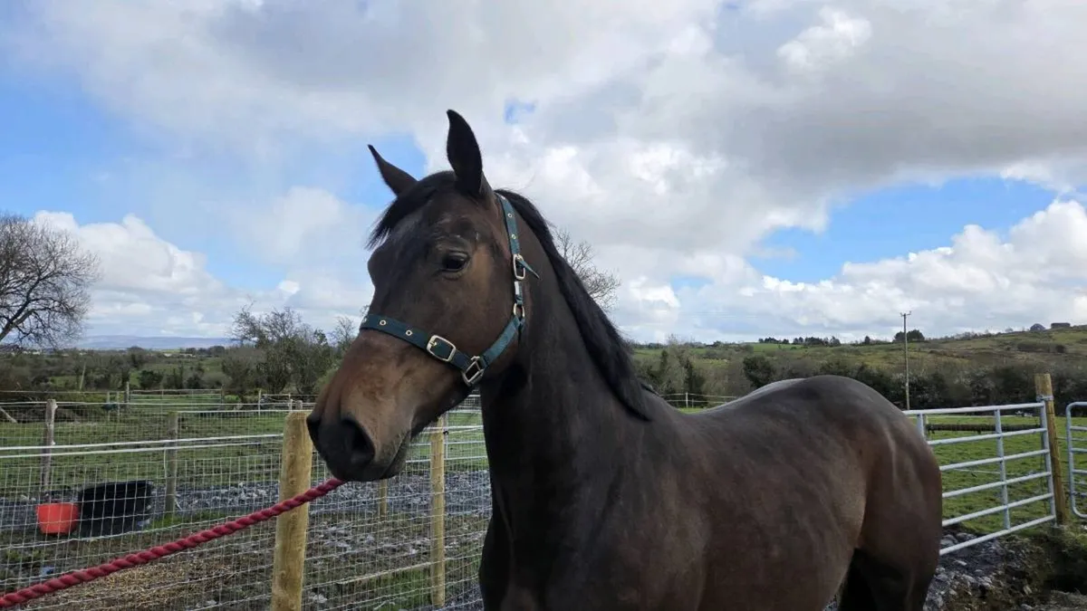 4yo Mare by Lagans OBOS - Image 4