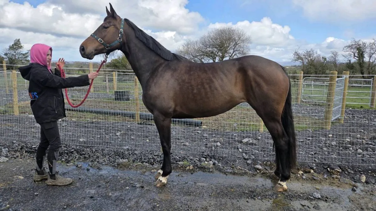 4yo Mare by Lagans OBOS - Image 3