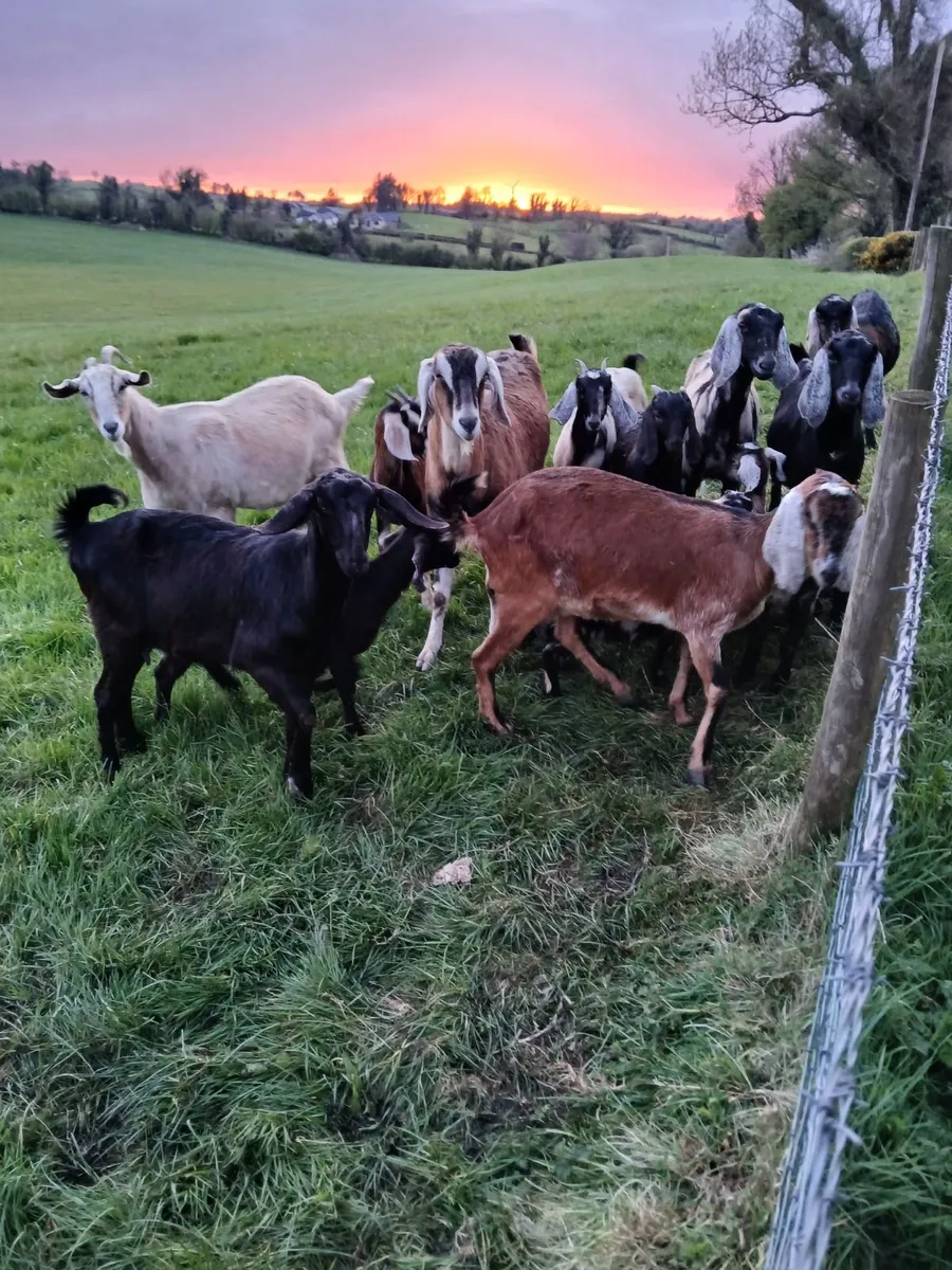 Goats - Image 1