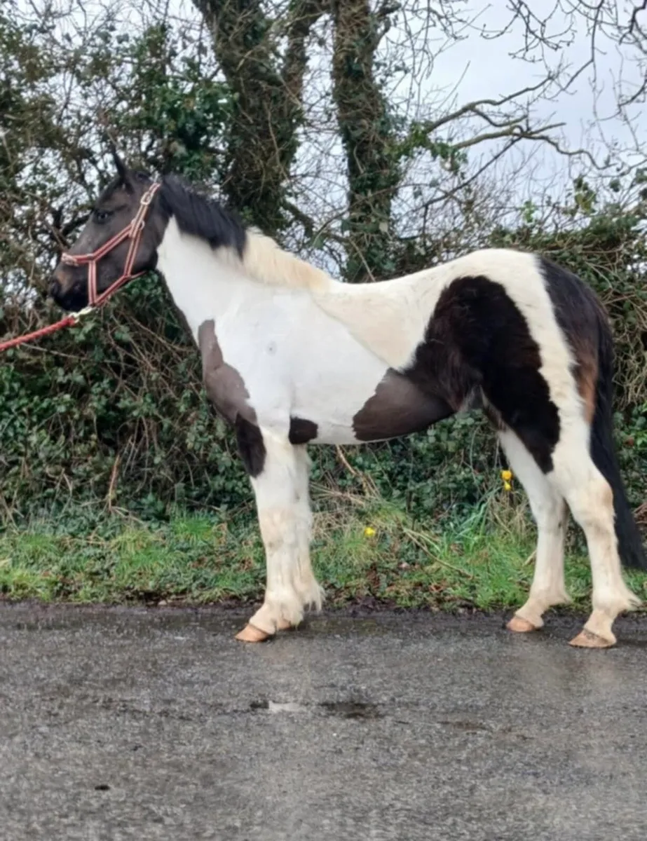 4yr old broken and riding filly - Image 1