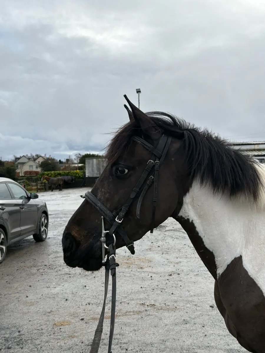 4yr old broken and riding filly - Image 2