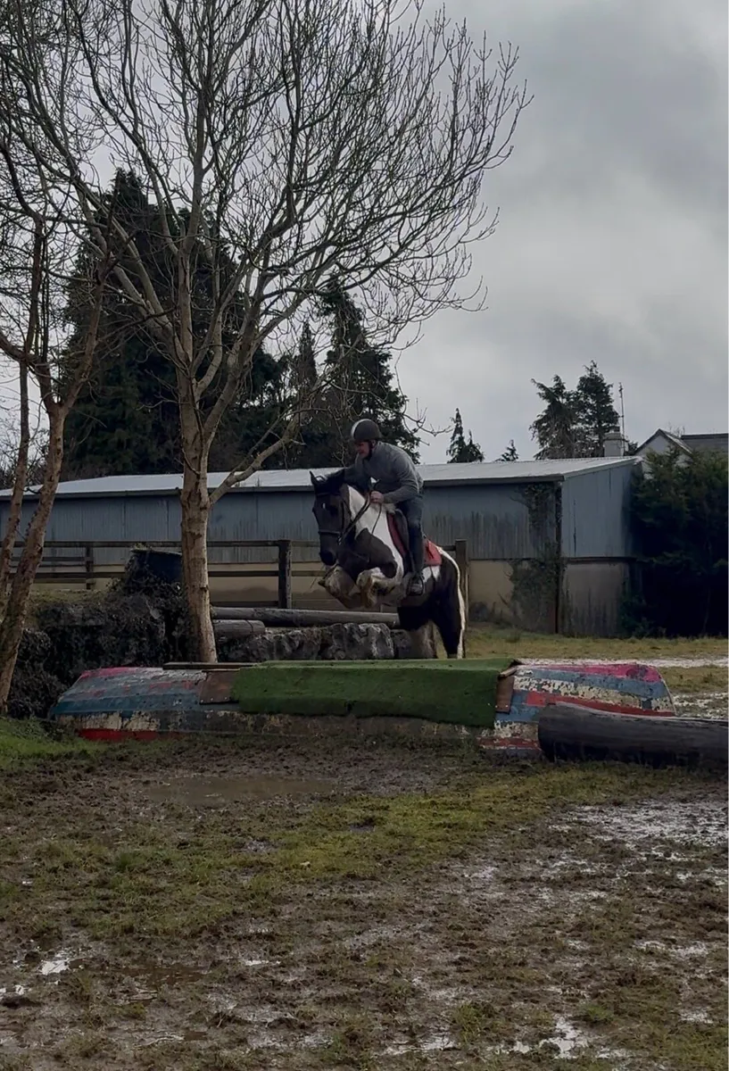 4yr old broken and riding filly - Image 3