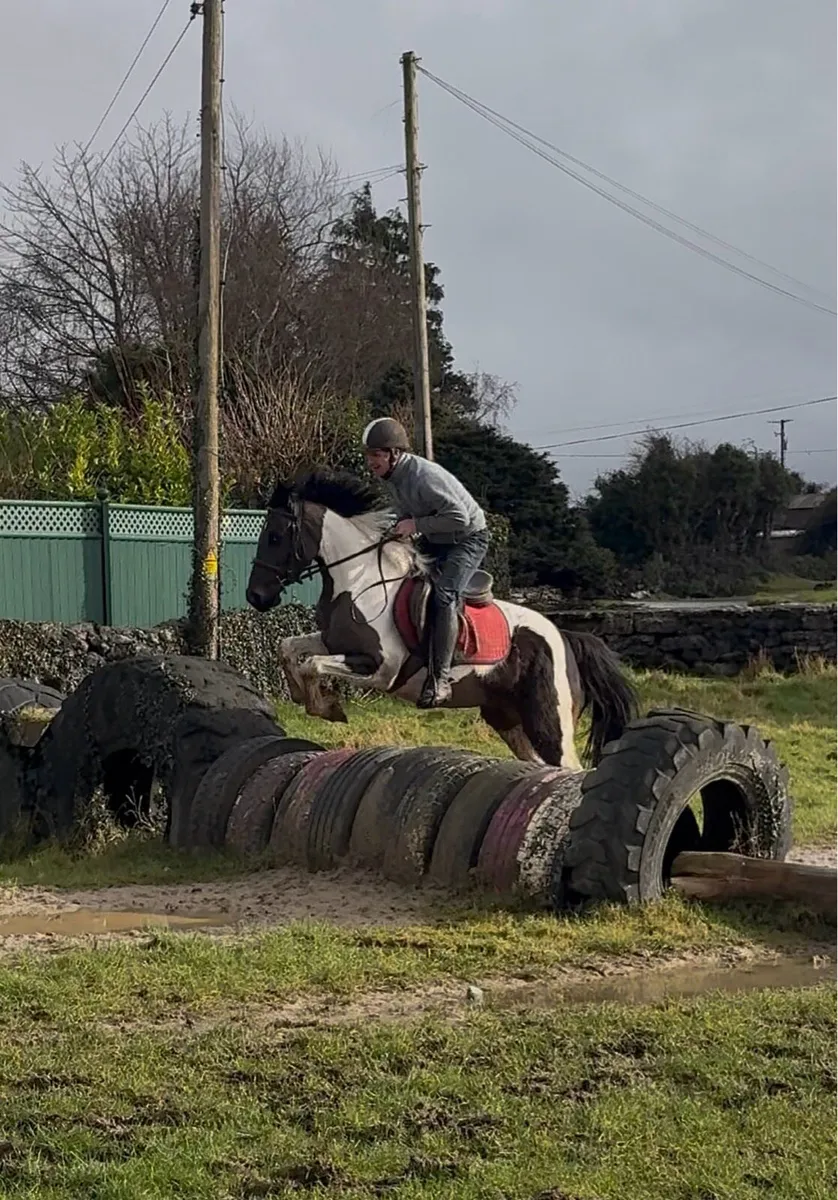 4yr old broken and riding filly - Image 4