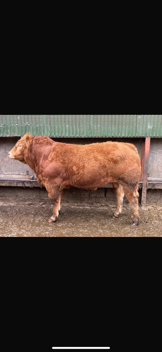 5 Star Pedigree Limousin Bull - Image 1