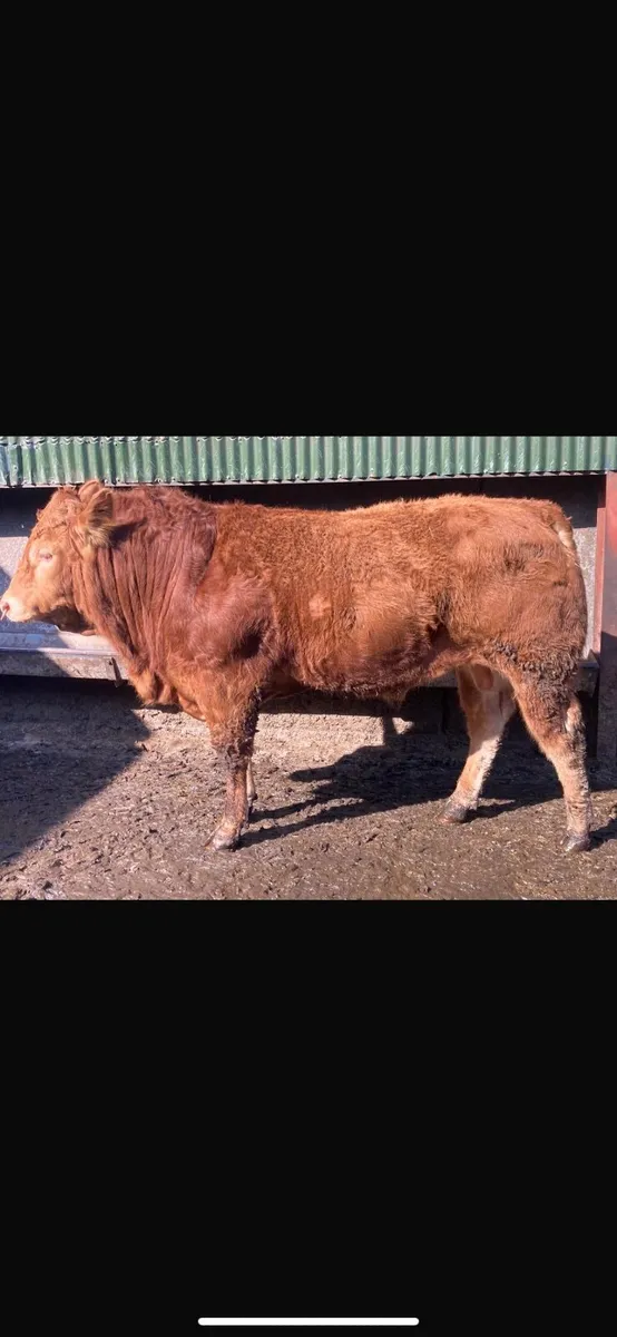 5 Star Pedigree Limousin Bull - Image 2